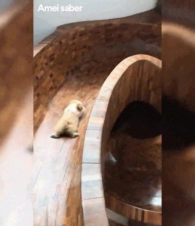 todo el dia,gato,tobogan,deslizar