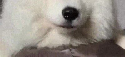 dieta,truco,perro