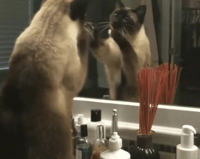 espejo,mirar,gato