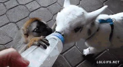juegos,hambre,versi&oacute;n,animal