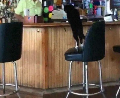 gato,tomar,bar,lo de siempre