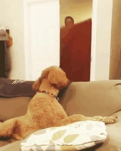 reacci&oacute;n,perro,truco,magia