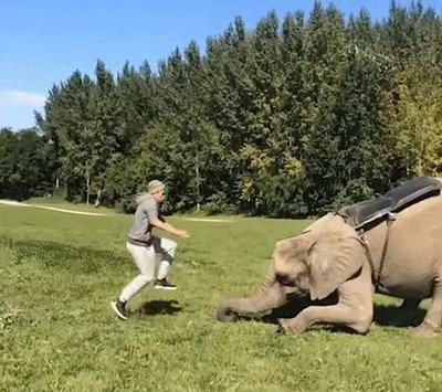 subir,elefante,tarea,facil