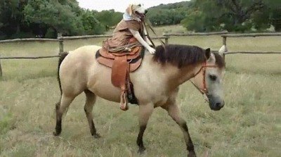 estilo,perro,montar,caballo
