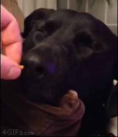 sue&ntilde;o,perro,cara,comida