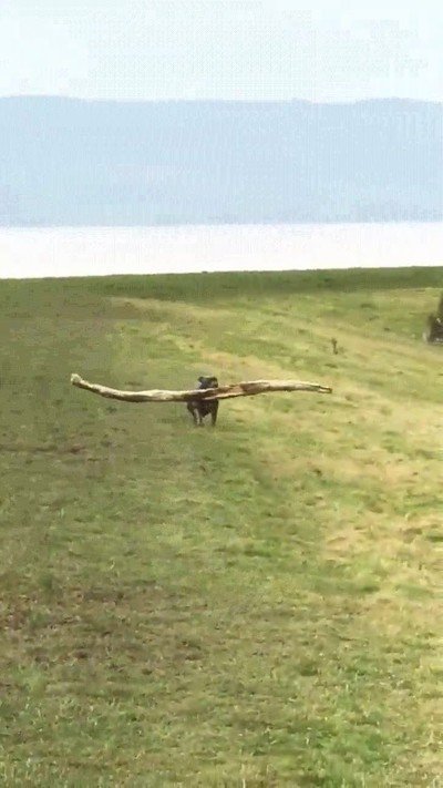 cargado,super,cargar,viaje