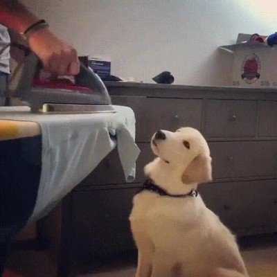 perro,intentar,atrapar,humo,plancha