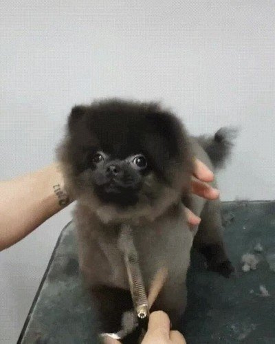 Enlace a Ir al peluquero es lo que más le gusta 