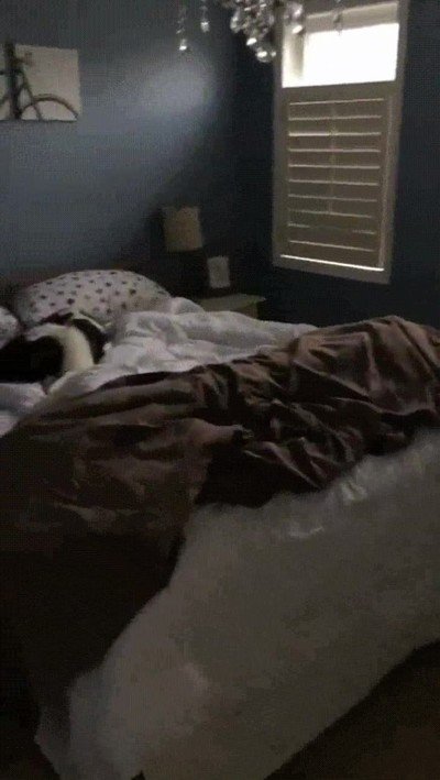 movimiento,cola,contento