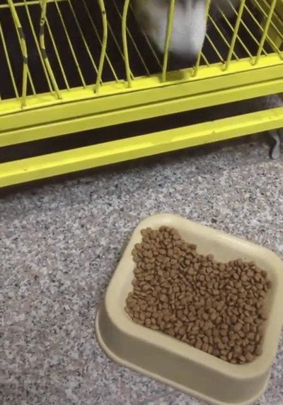 perro,puerta,comida,problemas