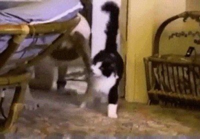 gato,enfadar,pelo,rega&ntilde;ar