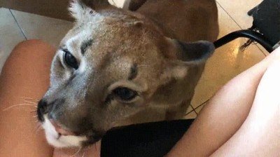 gatitos,grandes,cara,acariciar