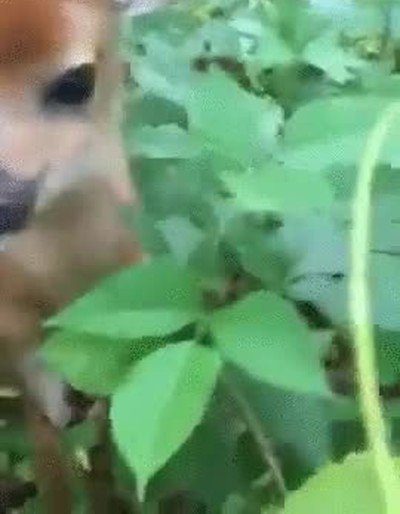 placaje,efectivo,cargar