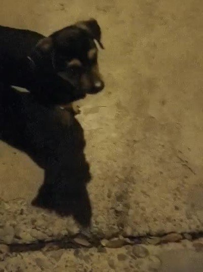 tomar,decisiones,vida,perro,comida