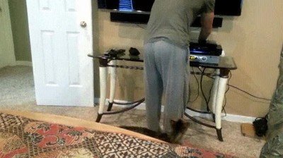 confunsion,desayuno,trasero,gato