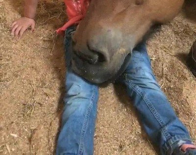 siesta,hora,chica,dormir,caballo