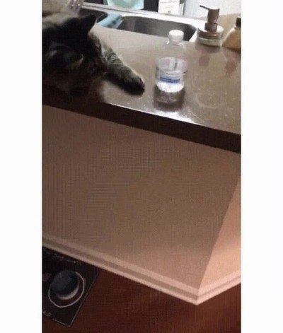 gato,colaborar,juego,voltear,botella