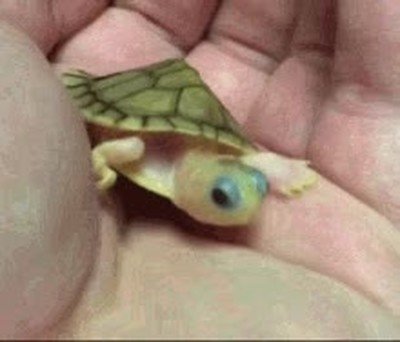 Enlace a Las tortugas son realmente adorables cuando son pequeñas 