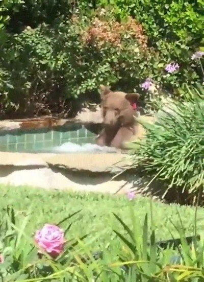 osos,luchar,calor,verano