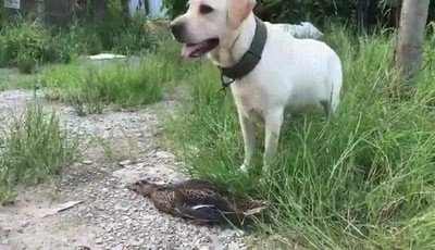 Enlace a A veces hacerse el muerto es el mejor truco para escapar