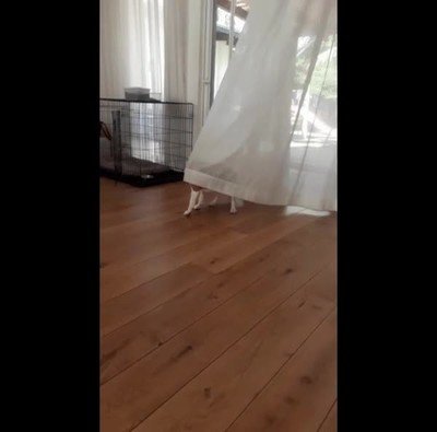 perro,crisis,existencial