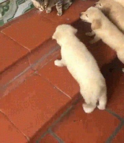 Enlace a Hoy estos perros han aprendido una valiosa lección