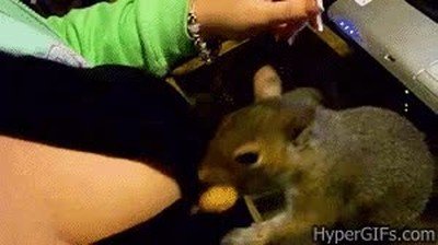 ardilla,lugar,perfecto,esconder