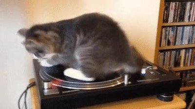 gato,disco,girar,fiesta