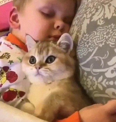 escena,adorable,cama,gato,ni&ntilde;o