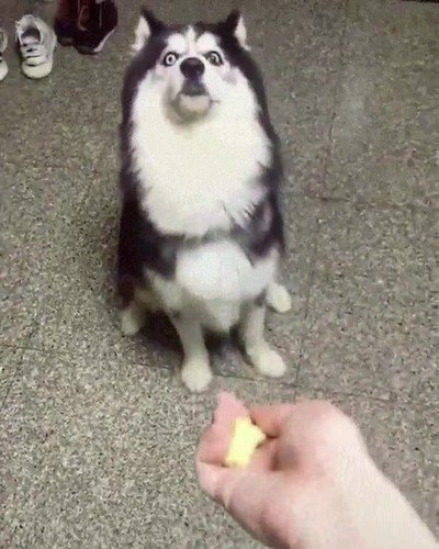 perro,inocente,adorable,tirar,comida