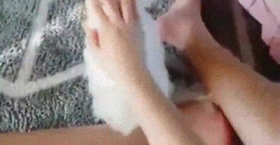 parar,perro,caricia,mirada