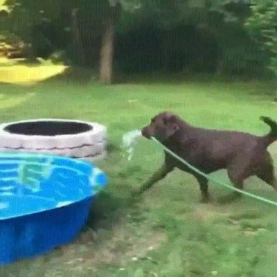 Enlace a Perros que saben lo que se hacen cuando llega el verano