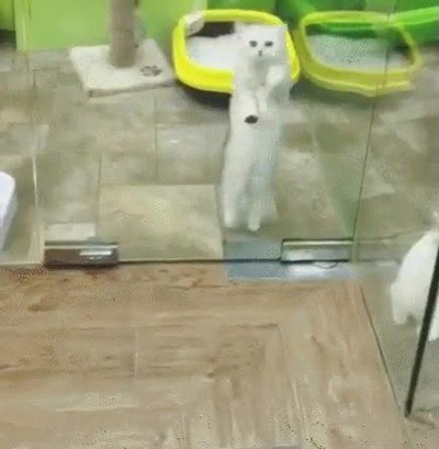 gatito,elegido,casa,penica