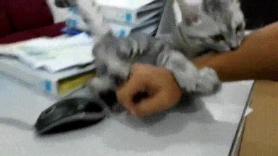 gato,salvar,due&ntilde;o,trabajar,lunes