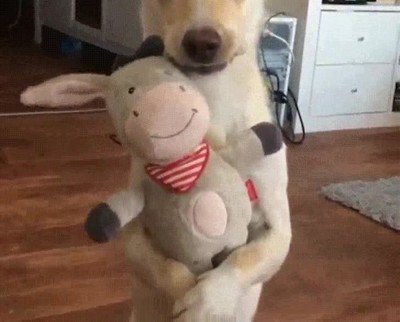 perro,mirada,peluche,coraz&oacute;n