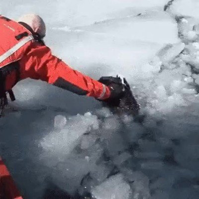 Salvar a un perro no cambiará el mundo pero para ese perro el mundo ha cambiado para siempre salvar,perro,vida,rescate