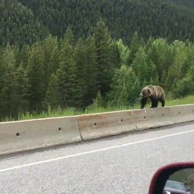 oso,ni&ntilde;os,camino,divertido