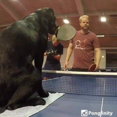 compañero,peludo,ping pong,ganar,partidos