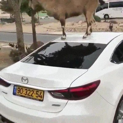 Enlace a Esta cabra ha aprendido a utilizar un coche como escalera
