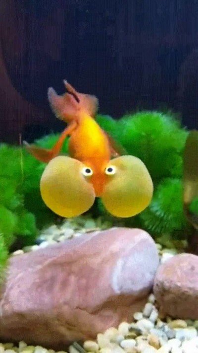 pez,respirar,debajo,agua