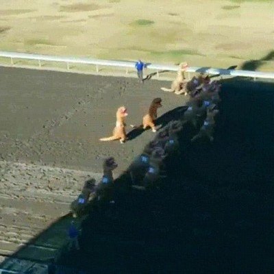 emocion,carrera,dinosaurios