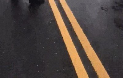 policia,ayudar,tortuga,cruzar,carretera