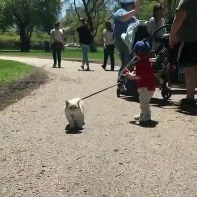 gato,pasear,ni&ntilde;o