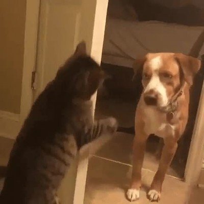 perro,gato,puerta,lunes