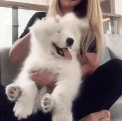 Enlace a Perros tan adorables que parecen un peluche 