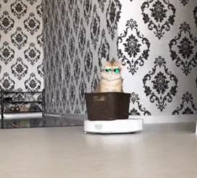 molar,gato,gafas,thug life