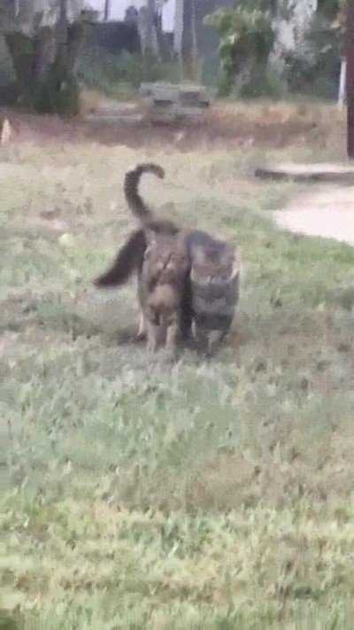 amor,hermanos,gatos,mimos