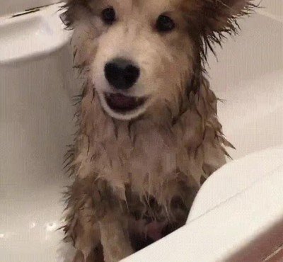 perro,adorable,ducha,verano