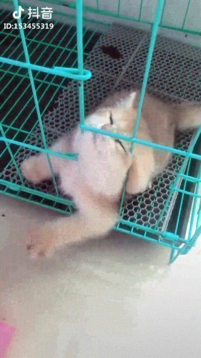 animales,libres,gatito,jaula