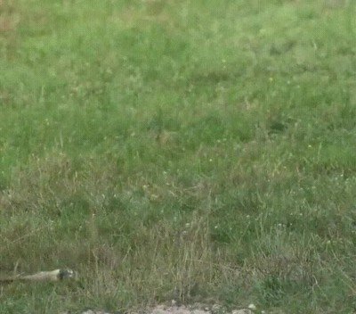 Enlace a Los primeros pasos de una jirafa recién nacida son adorables